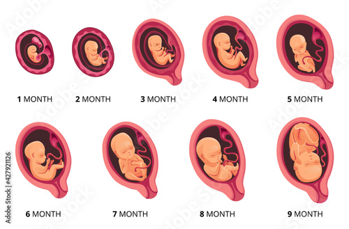 Canvas-taulu Embryo month stage growth, fetal development vector flat infographic icons