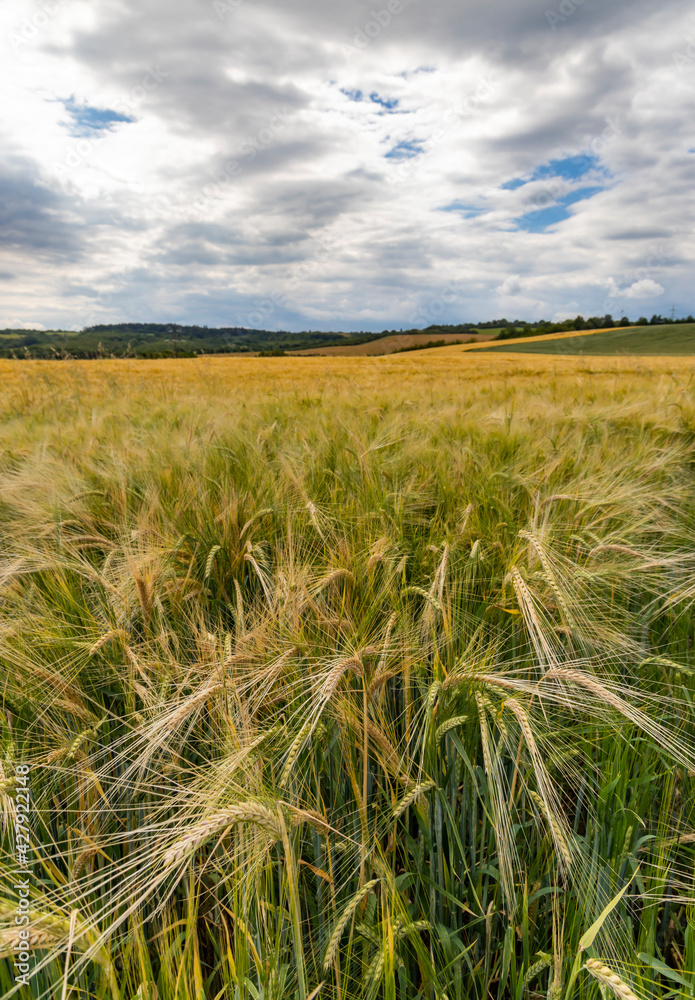 Rye sown just before the harvest, Western Bohemia, Czech Republic Rye sown just before the harvest, Western Bohemia, Czech Republic