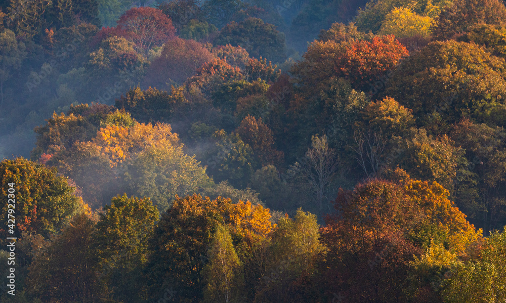 Autumn in the mountains. Fog and colorful leaves. Autumn sunrise. Autumn in the mountains. Fog and colorful leaves. Autumn sunrise.