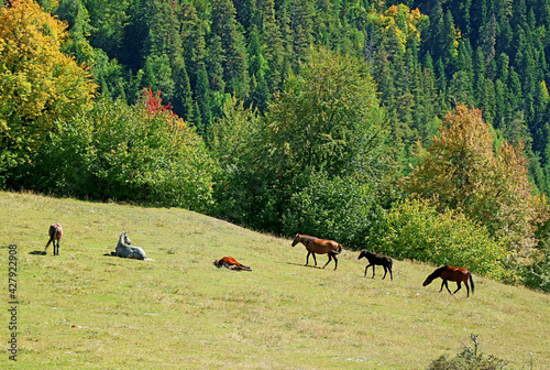 Herd of horses grazing in the meadow at the mountain farm of Mestia town, Svaneti region, Georgia