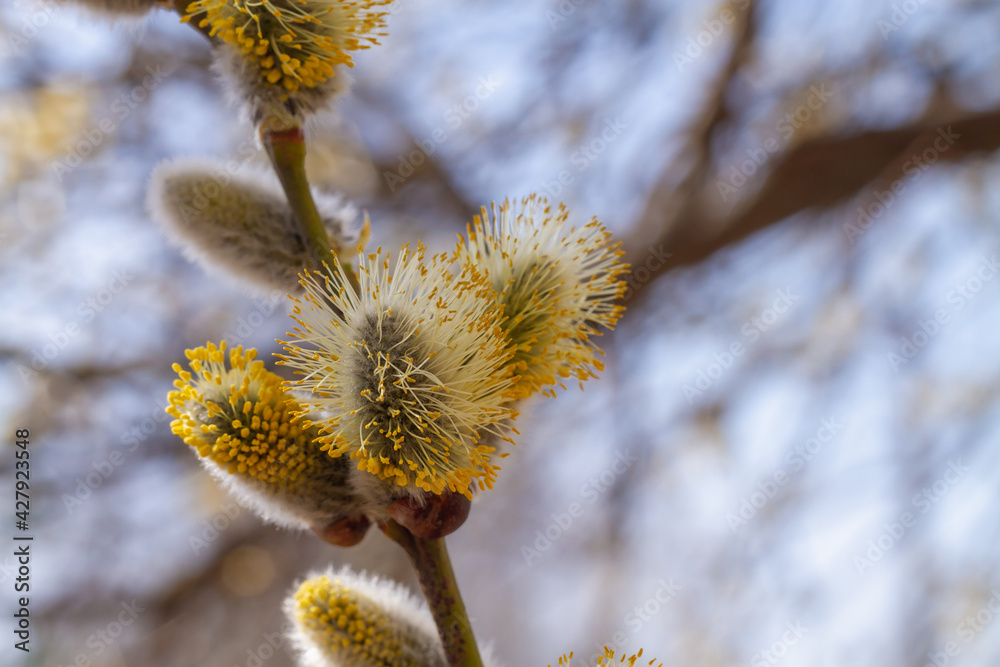 Fototapeta premium Delicate twigs of flowering willow blossomed yellow flowers in the spring for Easter