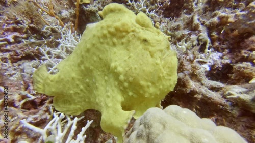 Frogfish (Antennariidae), diving in the colorful coral reef of Cabilao Island, Philippines, Asia photo