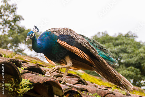 Colorful peacock walking on a roof in Paraty, Brazil.