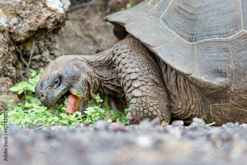 The most biggest turtle in the world. Galápagos giant tortoise, Chelonoidis niger. Galapagos Islands. Santa Cruz island.