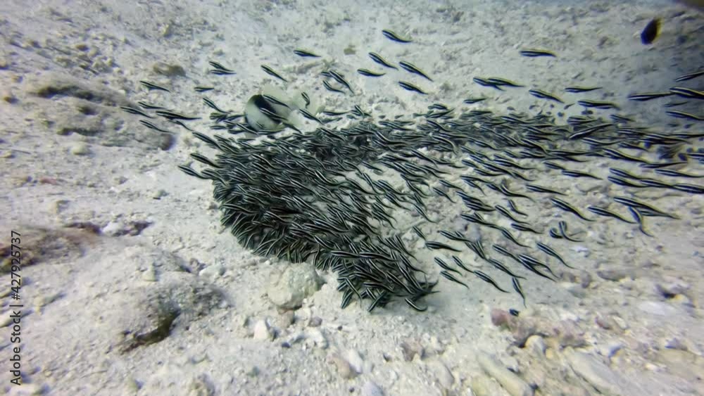 eeltail catfish (Plotosidae), diving in the colorful coral reef of