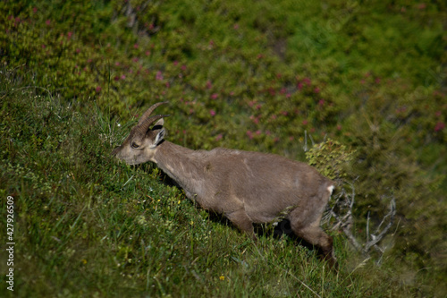 deer in the woods
