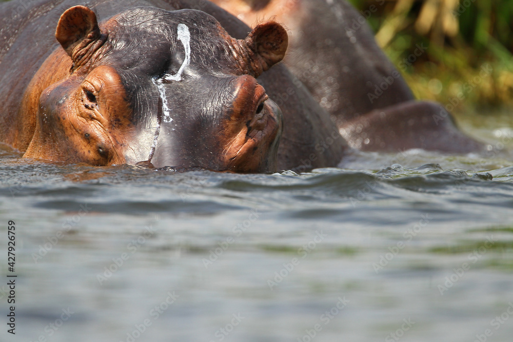 Fototapeta premium Hippopotame (hippopotamus amphibius)- Hippopotamus Africa