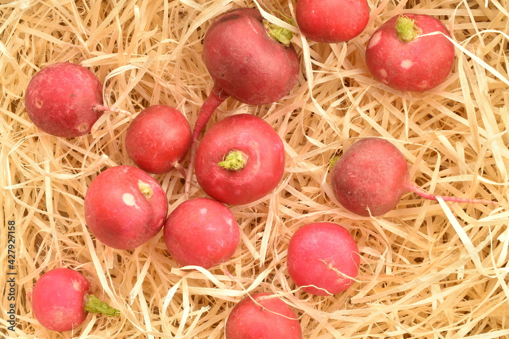 Organic ripe, light red radish on wood shavings, close-up. Organic ripe, light red radish on wood shavings, close-up.