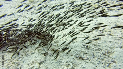 eeltail catfish (Plotosidae), diving in the colorful coral reef of Cabilao Island, Philippines, Asia photo