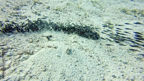 eeltail catfish (Plotosidae), diving in the colorful coral reef of Cabilao Island, Philippines, Asia photo