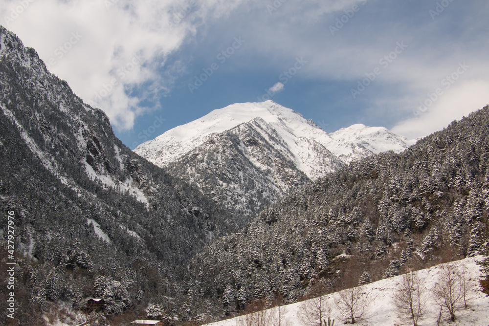 Fototapeta premium montañas con arboles nevados
