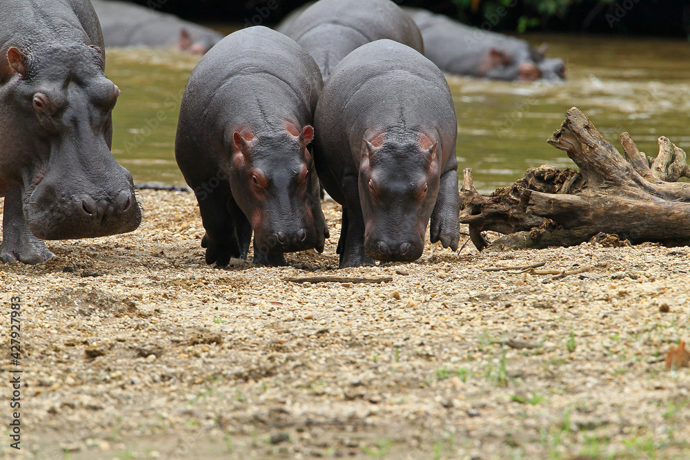 Hippopotame (hippopotamus amphibius)- Hippopotamus Africa Hippopotame (hippopotamus amphibius)- Hippopotamus Africa