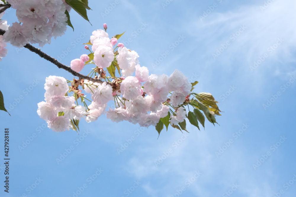 春の日差しを浴びた花が咲き乱れる風景