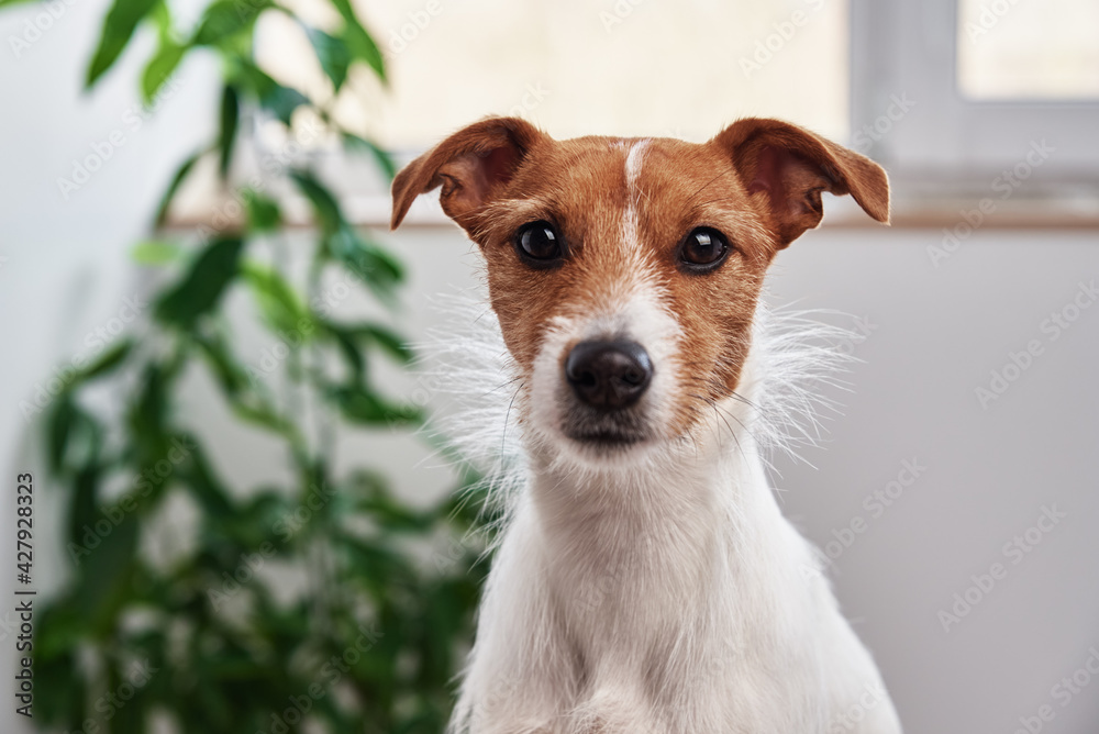 Dog portrait at home. Jack Russell terrier looking at camera