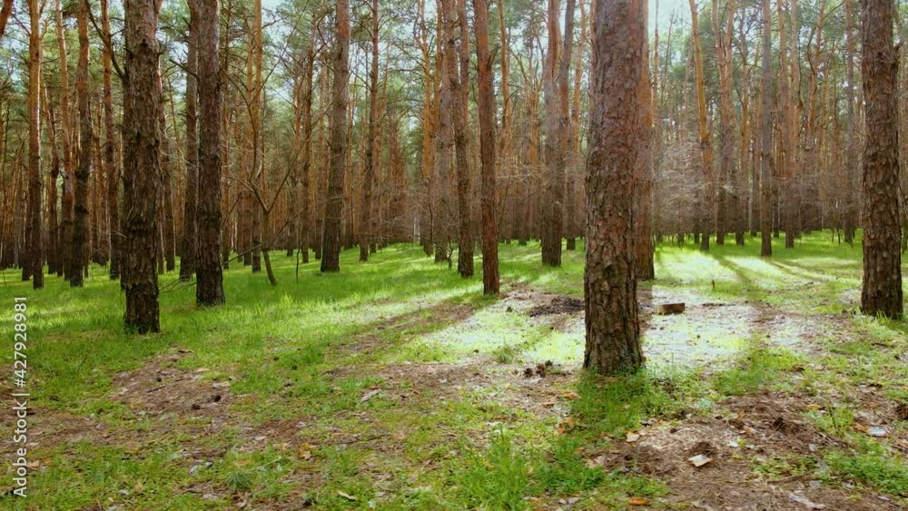 Cinematic shot of sunbeams of bright sun between trees of pines with needles in fairy colorful forest with lens flares and shadows from trunks. Concept of saving natural resources and clean green