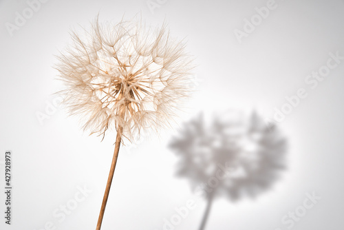 Fluffy dandelion flower on white background