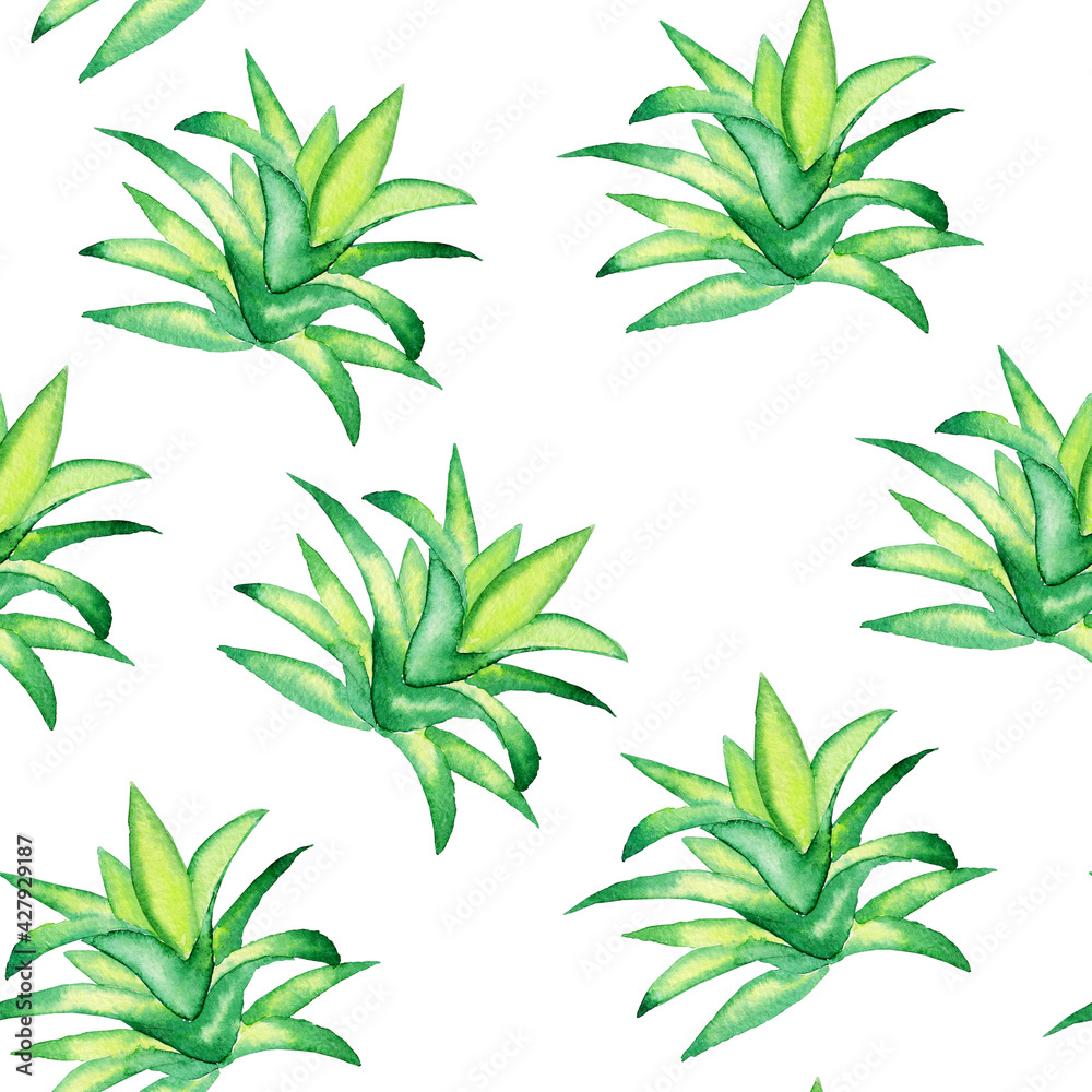 Seamless pattern of green succulent on white background. Watercolor hand drawing illustration. Cactus houseplant for fabric or digital paper.