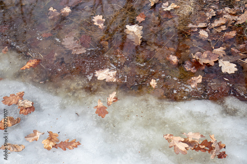 Oak leaves in melting ice