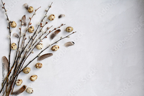 Quail eggs and pussy willow sprigs on white background  top view. Concept of minimalistic easter greeting card