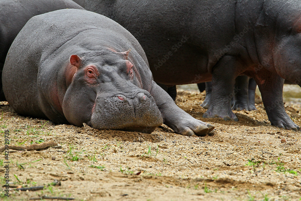 Hippopotame (hippopotamus amphibius)- Hippopotamus Africa Hippopotame (hippopotamus amphibius)- Hippopotamus Africa