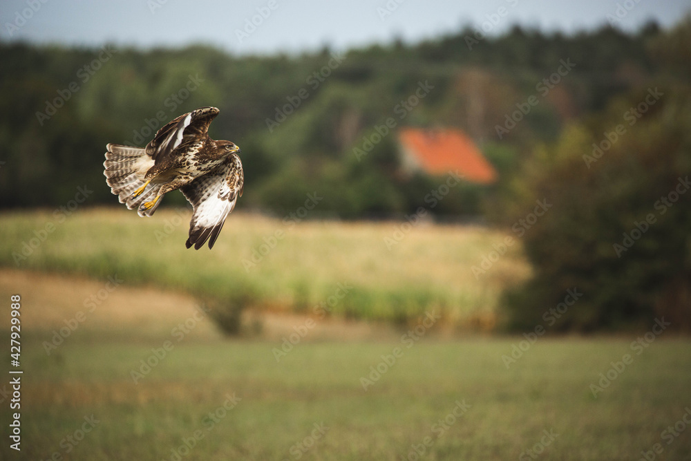 Obraz premium Mäusebussard im Flug