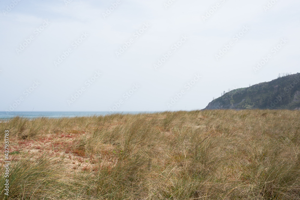Beautiful dunes next to Rodiles beach. Nature protected area. Asturias, Spain