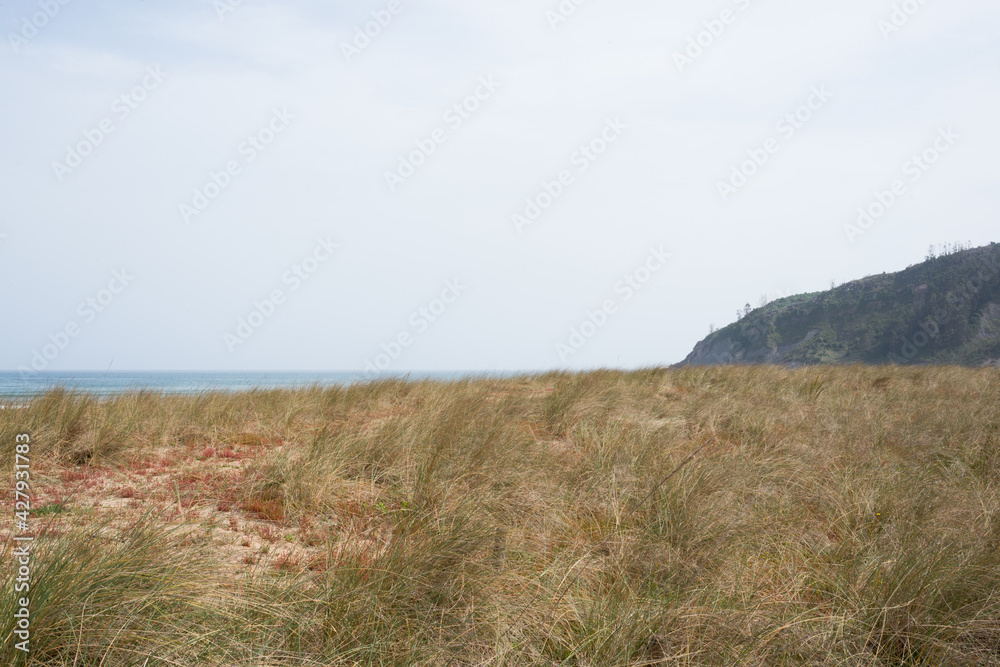 Beautiful dunes next to Rodiles beach. Nature protected area. Asturias, Spain Beautiful dunes next to Rodiles beach. Nature protected area. Asturias, Spain