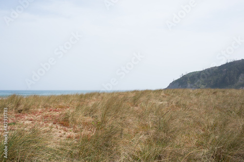 Beautiful dunes next to Rodiles beach. Nature protected area. Asturias, Spain