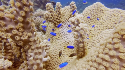 small blue fish in a coral, diving in the colorful coral reef of Cabilao Island, Philippines, Asia photo