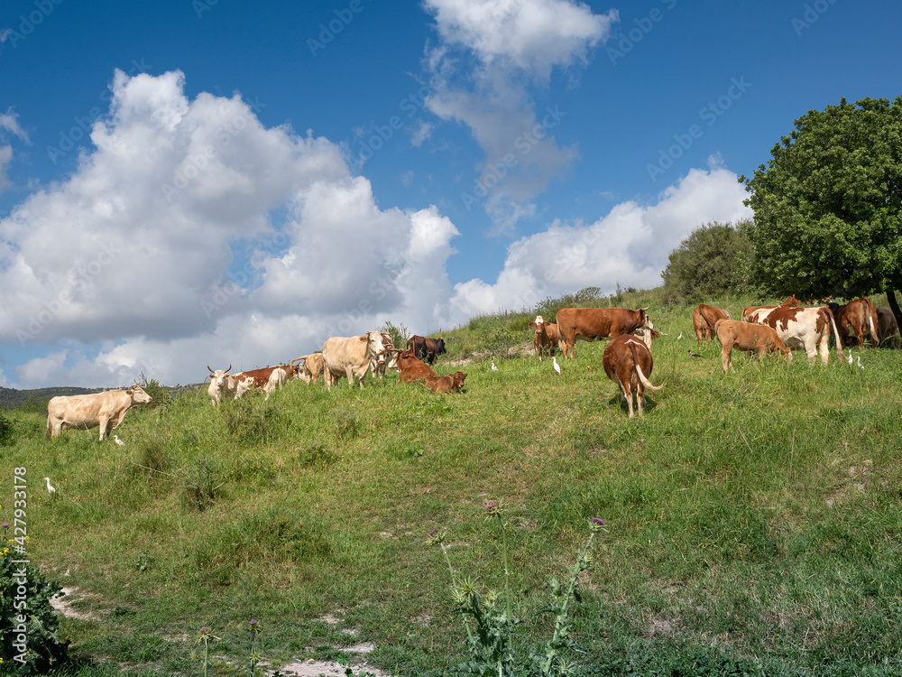 Cows graze freely in meadows with green grass on a sunny spring day