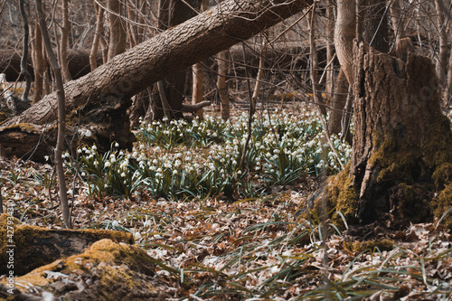 Blooming snowflakes in the spring forest.