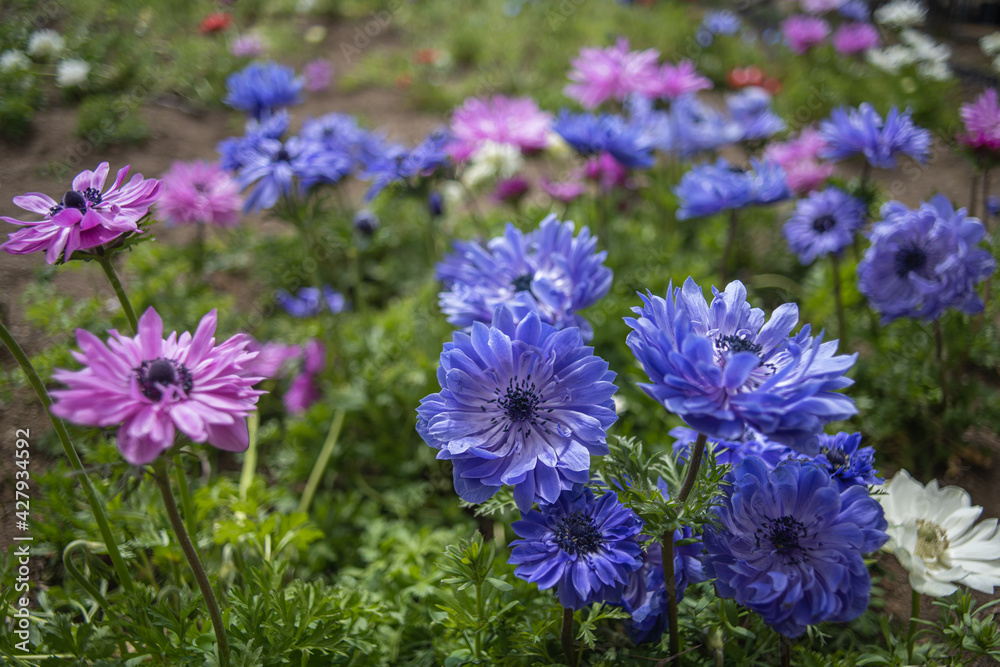 紫な花