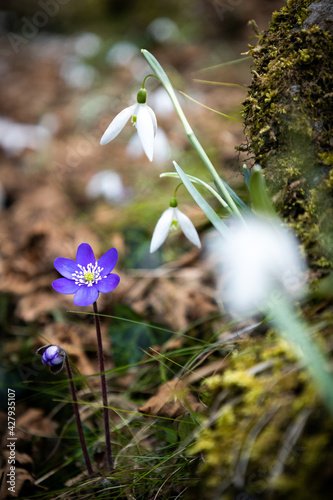 flowers in the forest © Kiril Labzin