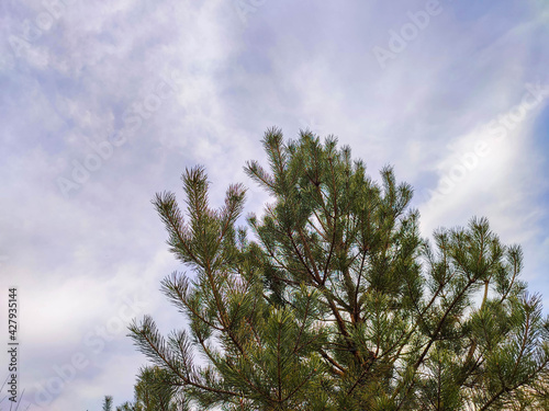 pine branches stretching into the sky.pine branches on sky background.solitary trees on a background of blue sky.