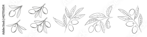 Set of differents olives branch on white background. Line art style with transparent background.