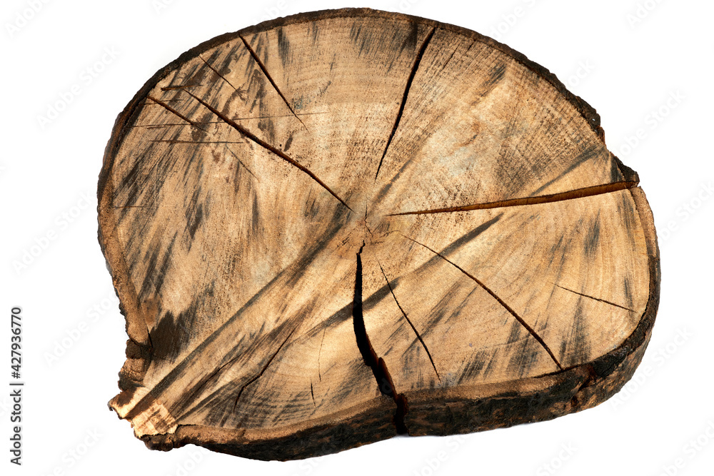 Cross section of tree trunk showing growth rings isolated on white ...