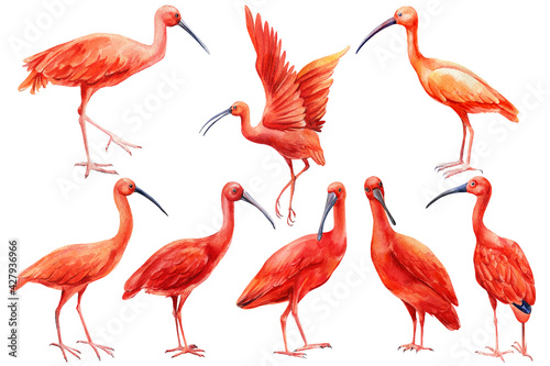 Tropical birds. Set of scarlet ibis on isolated white background. Watercolor illustration © Hanna