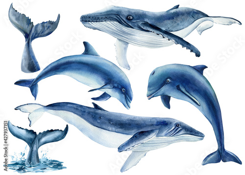 Ocean animals  dolphins and whales on isolated white background. Watercolor drawing