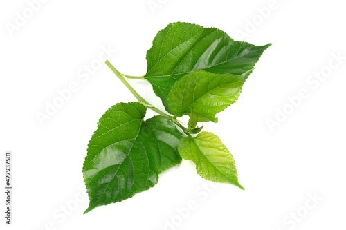 mulberry Branches with leaf isolated on white background. photo