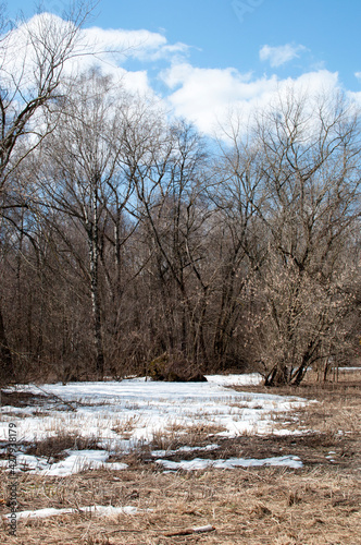 Spring panorama. A glade with the remains of snow. Sunny spring day.