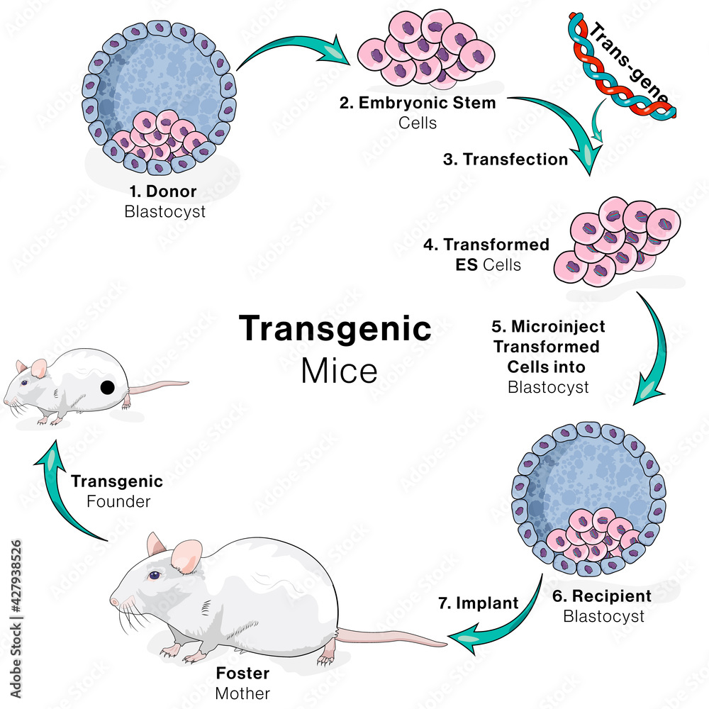 Vecteur Stock Illustration of steps in production of transgenic mice or mouse. genetically modified mouse. | Adobe Stock