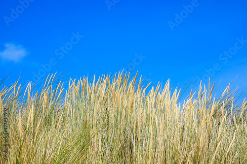 Strandhafer vor blauem Himmel auf Helgoland an der Nordseeküste © kama71