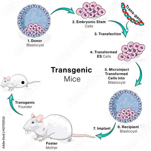 Illustration of steps in production of transgenic mice or mouse. genetically modified mouse. photo
