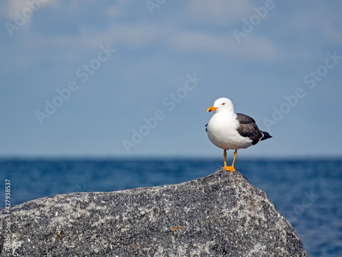 Eine Heringsmöwe (Larus fuscus) auf einem Felsen an der Nordseeküste der Insel Helgoland photo