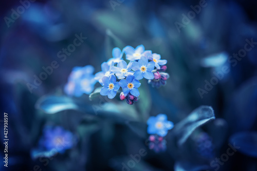 Wiosenny niebieski kwiat, niezapominajka na polanie