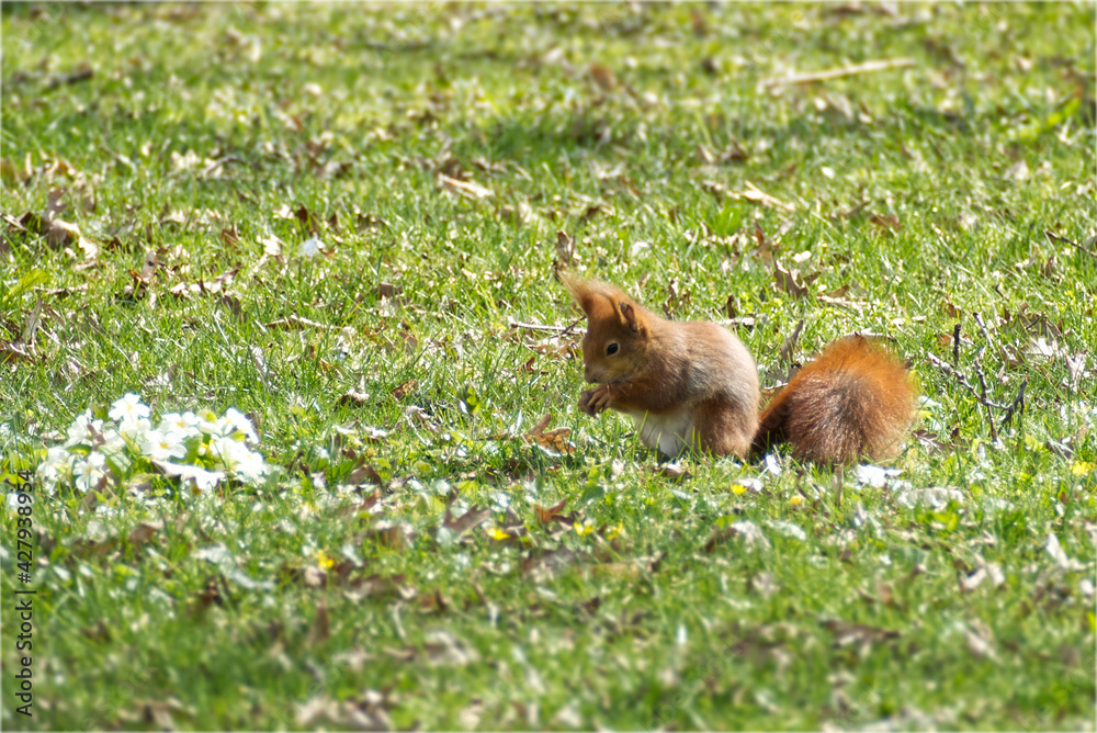 Red Squirrel sitting with a nut in a field of grass in Zurich, Switzerland Red Squirrel sitting with a nut in a field of grass in Zurich, Switzerland