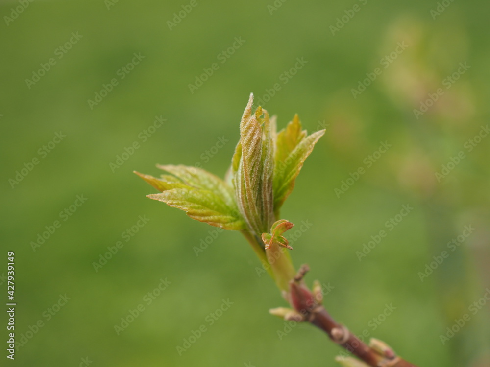 close up of a tree