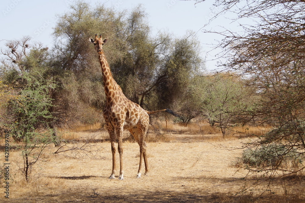 Obraz premium girafe senegal