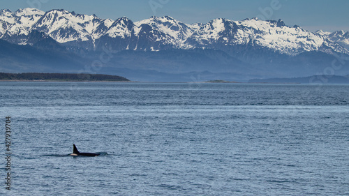 Orca swimming in Auke Bay near Juneau Alaska