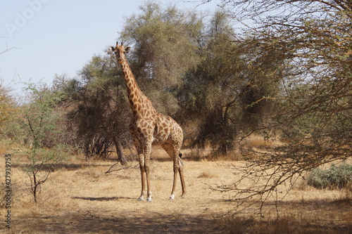 girafe senegal © Delphine